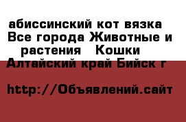 абиссинский кот вязка - Все города Животные и растения » Кошки   . Алтайский край,Бийск г.